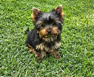 Female Yorkies