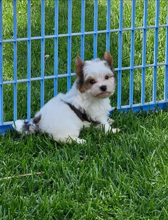 Blueberry Yorkie puppy