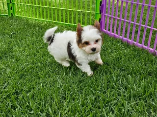 Blueberry Yorkie puppy