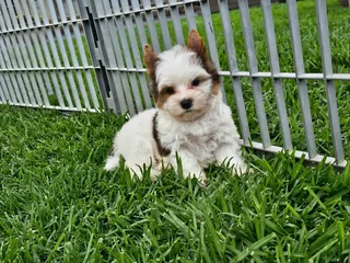 Blueberry Yorkie puppy
