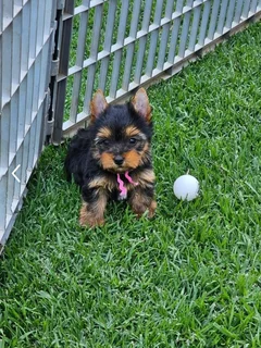 Female Yorkie puppy available to go