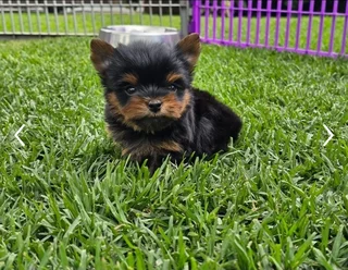 Stunning Pocket size Yorkie puppy