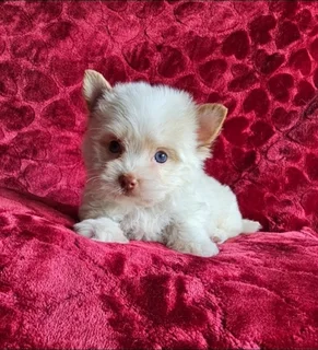 Yorkie puppy Stunning Blue eye Goldberry Pocket size
