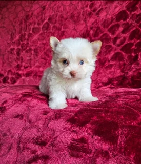 Yorkie puppy Stunning Blue eye Goldberry Pocket size