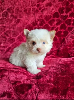 Yorkie puppy Stunning Blue eye Goldberry Pocket size