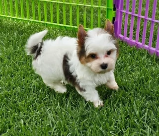 Yorkie puppy Gorgeous Blueberry Pocket size Lovable and Playful