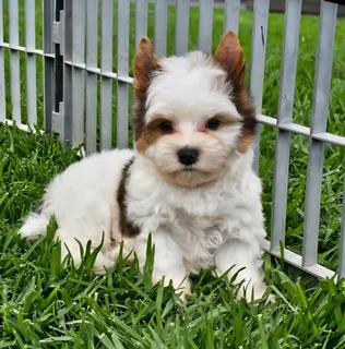 Yorkie puppy Gorgeous Blueberry Pocket size Lovable and Playful