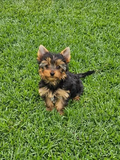 Female Yorkie puppy available to go