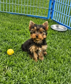 Female Yorkie puppy available to go