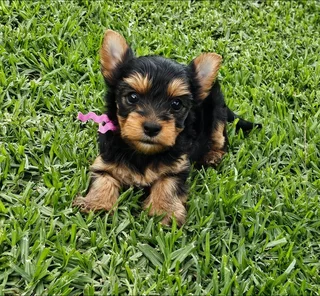Pocket size Yorkie puppy available