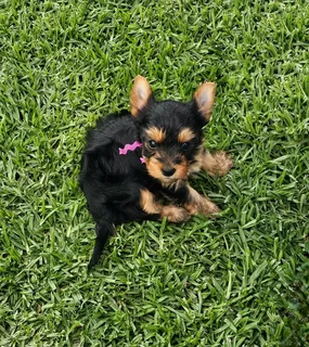 Pocket size Yorkie puppy available