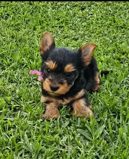 Pocket size Yorkie puppy available