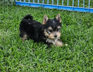 Pocket size Yorkie puppy available