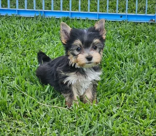 Pocket size Yorkie puppy available