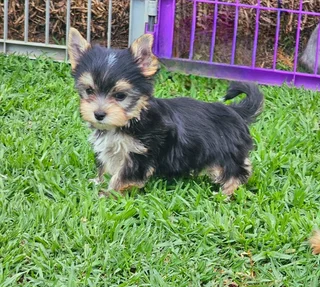 Pocket size Yorkie puppy available