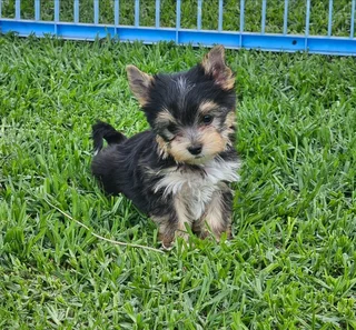 Pocket size Yorkie puppy available