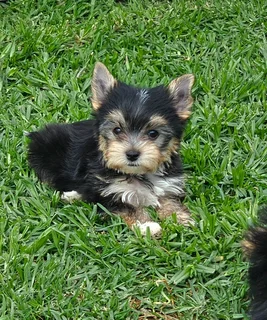 Pocket size Yorkie puppy available