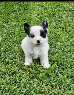 Biewer Yorkie puppy available
