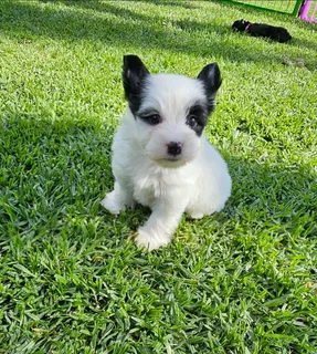 Biewer Yorkie puppy available
