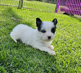 Biewer Yorkie puppy available