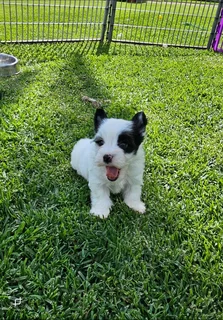 Biewer Yorkie puppy available