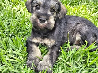 Pedigree Miniature Schnauzer puppies