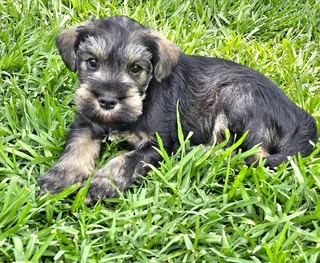 Pedigree Miniature Schnauzer puppies