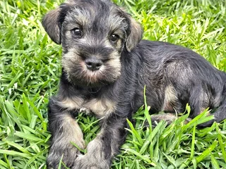 Pedigree Miniature Schnauzer puppies