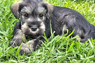 Pedigree Miniature Schnauzer puppies