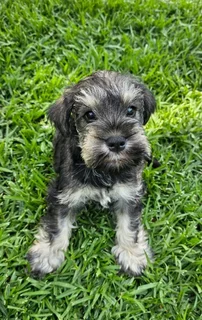 Pedigree Miniature Schnauzer puppies