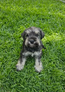 Pedigree Miniature Schnauzer puppies