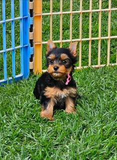 Stunning Pocket size Yorkie puppy available