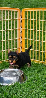 Stunning Pocket size Yorkie puppy available