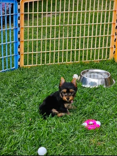 Stunning Pocket size Yorkie puppy available