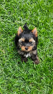 Adorable Pocket size Yorkie puppies available