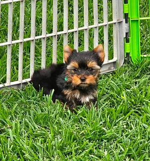 Adorable Pocket size Yorkie puppies available