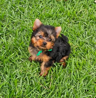 Adorable Pocket size Yorkie puppies available