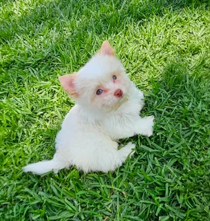 Stunning Goldberry Yorkie puppy two blue eyes