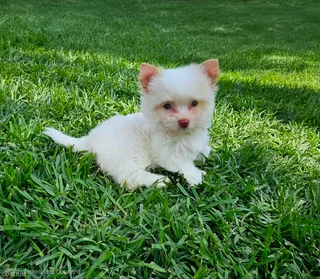 Stunning Goldberry Yorkie puppy two blue eyes