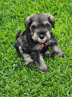 Miniature Schnauzer puppies