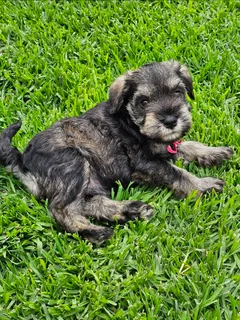 Miniature Schnauzer puppies