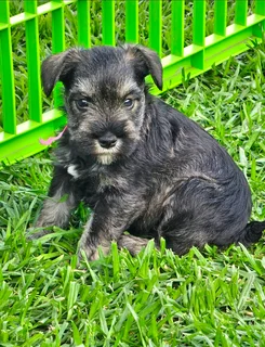 Miniature Schnauzer puppies