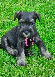 Miniature Schnauzer puppies