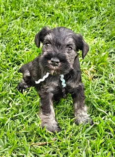 Miniature Schnauzer puppies