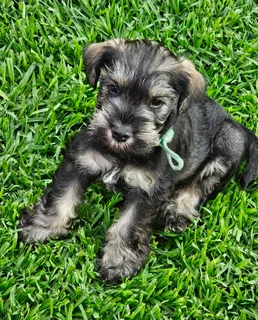 Miniature Schnauzer puppies