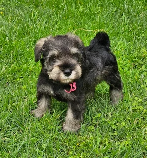 Miniature Schnauzers