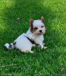 Small size Blueberry Yorkie puppy available