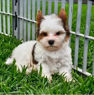 Small size Blueberry Yorkie puppy available