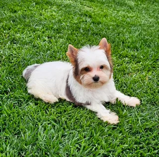 Small size Blueberry Yorkie puppy available
