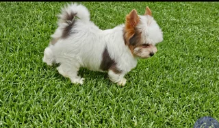 Small size Blueberry Yorkie puppy available